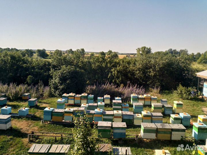 Мёд от правильных пчел - медосбор 2023г