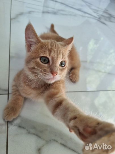 Котенок девочка необычайной красоты