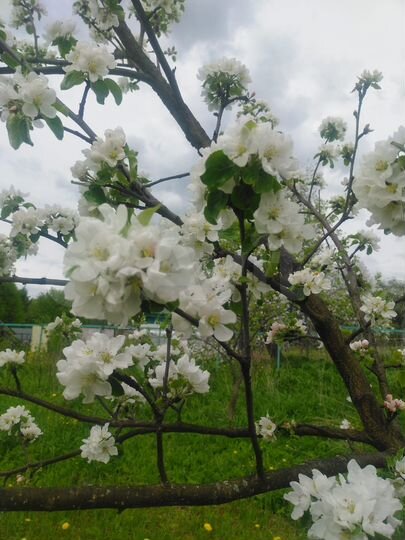 Дача 40 м² на участке 20 сот.