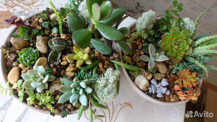 Флорариум суккуленты