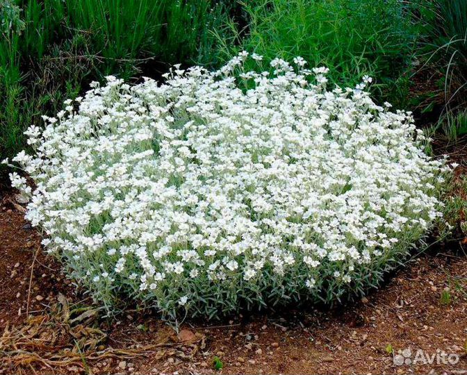 Белый ковер из Ясколки