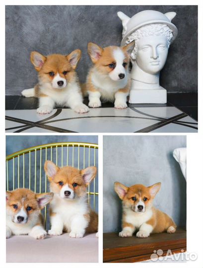 Вельш корги пемброк