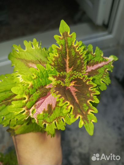 Колеусы вегетативные черенки