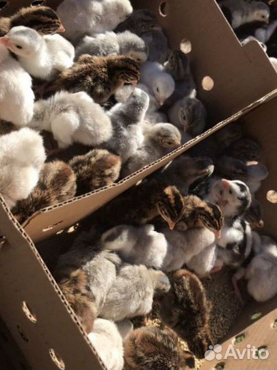 Цыплëнок цесарки