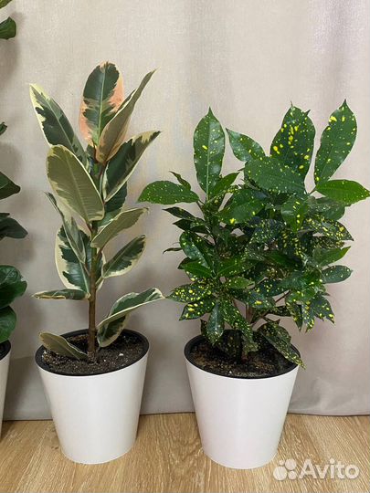 Цветы для офиса и дома