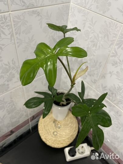 Филодендрон Педатум