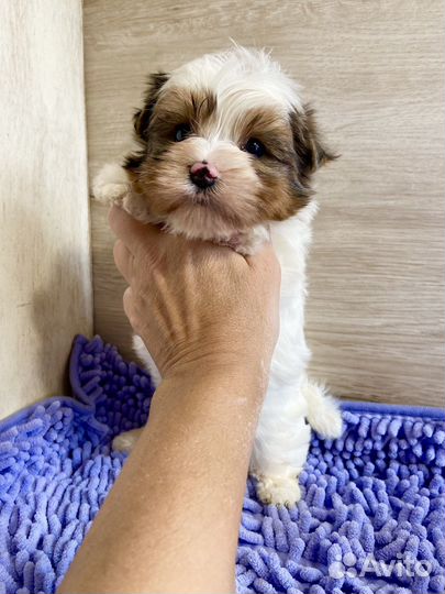 Забронирован Мальчик крепыш