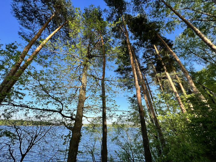 Участок 8 сот. (ИЖС)