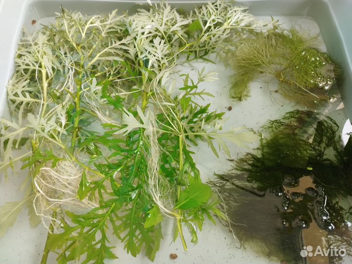 Продаю растения для аквариума