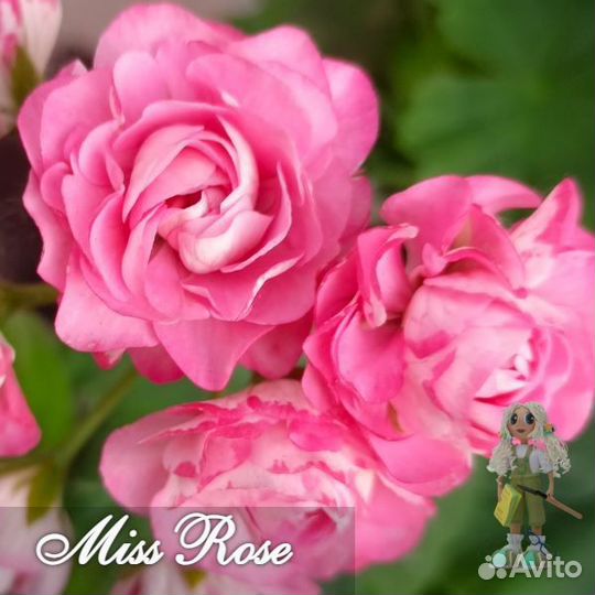 Пеларгония сортовая розебудная, звездчатая