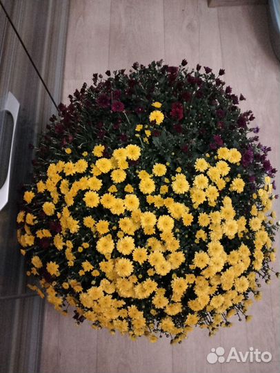 Хризантема в корзине