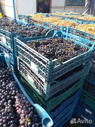 Виноград технический