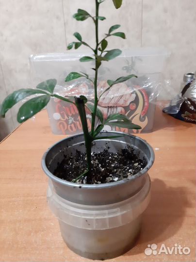 Панцирус (трифолиата) дикий лимон