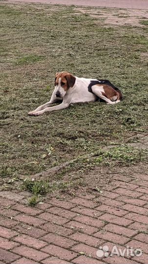 Найдена собака