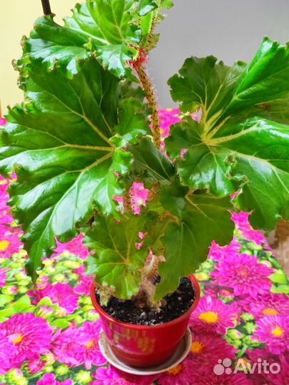 Бегония воротничковая