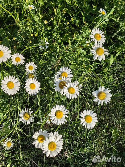 Нивянник, садовая ромашка, многолетник
