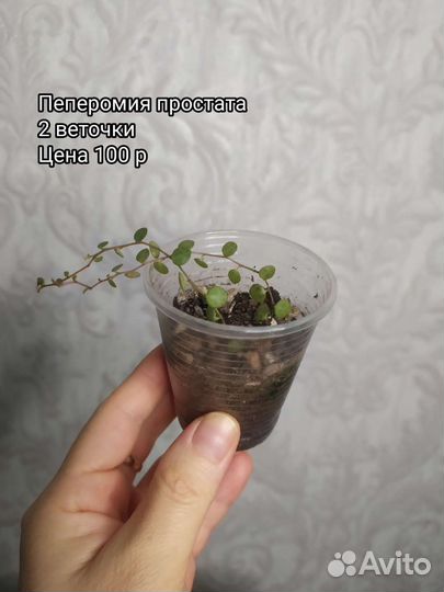 Суккуленты