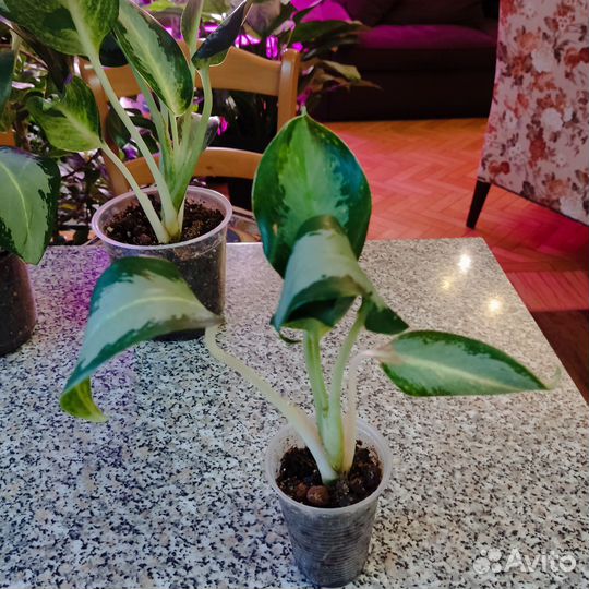 3 разные Аглаонемы Сильвер Блю/Уши слона