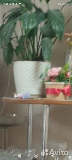 Спатифиллум