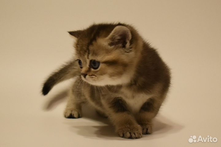 Котёнок Британская золотая шиншилла девочка