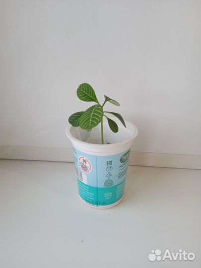 Комнатные цветы. Сансевиерия. Сциндапсус. Молочай