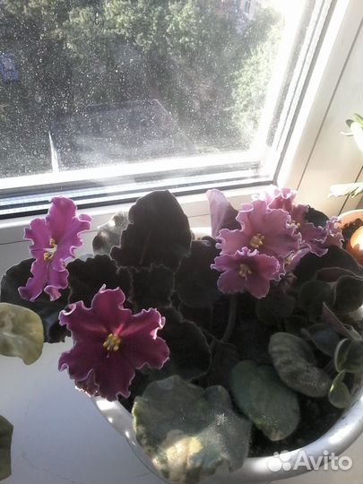 Фиалка. 3 цвета