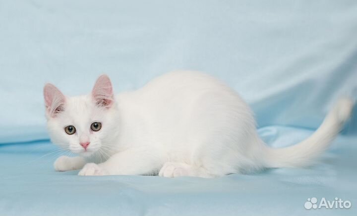 Котенок Байт ищет дом