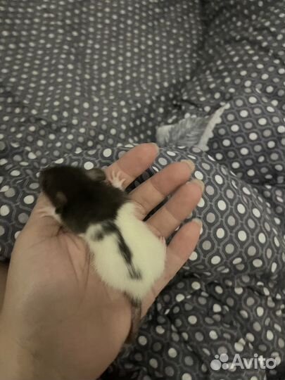 Крысята бесплатно