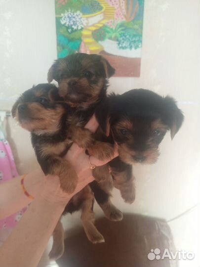 Йоркширский терьер мини беби фейс щенки