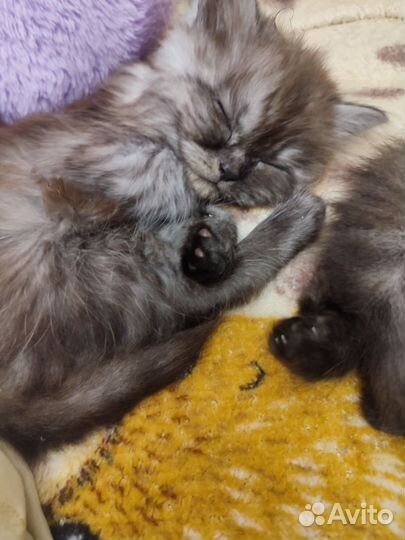 Котята