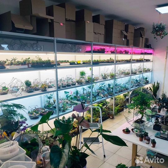 Флорариум с суккулентами 