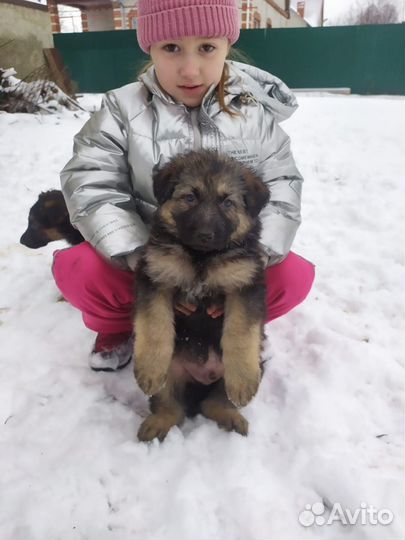 Щенки немецкой овчарки