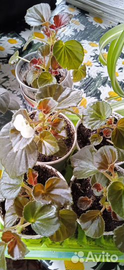 Бегония махровая вечноцветущая