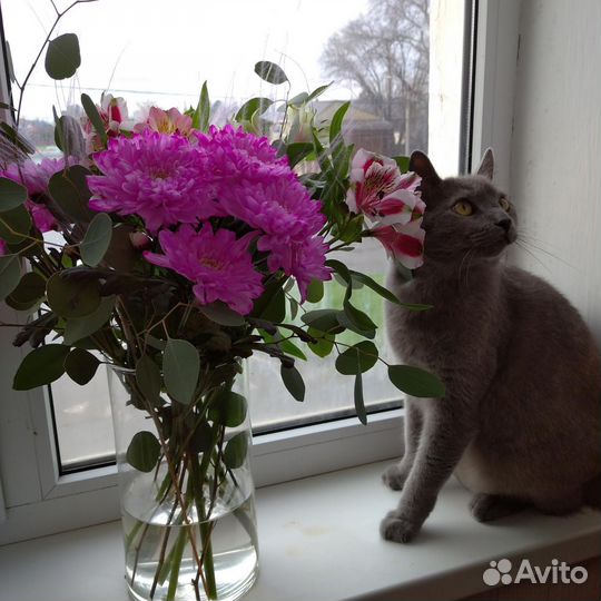 Кот в добрые руки