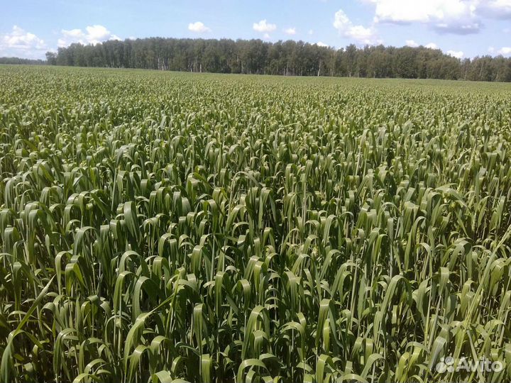 Пшеница яровая