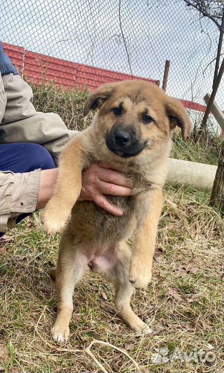 Собака в добрые руки отдам бесплатно