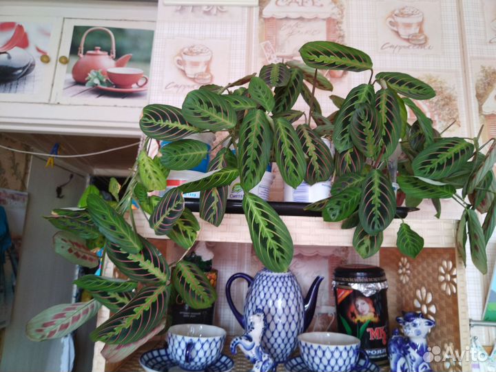 Маранта триколор