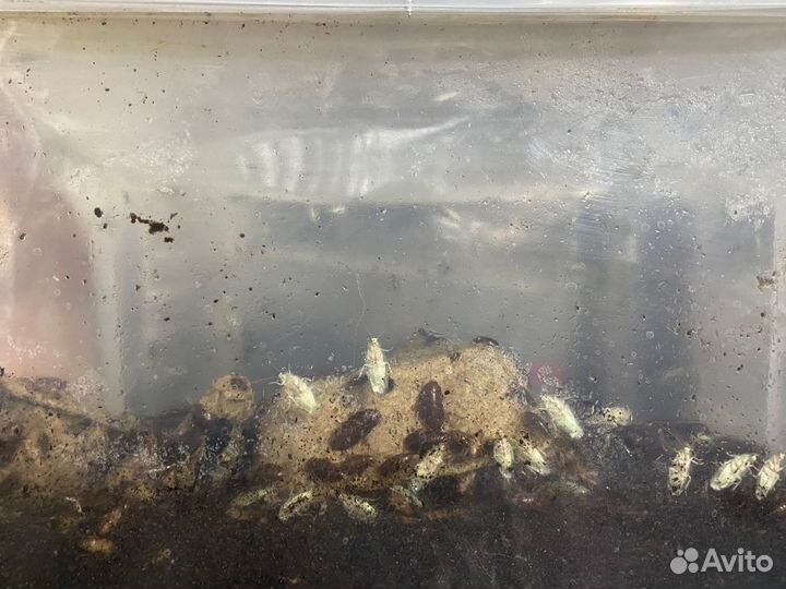 Кормовые насекомые(контейнер ферма)