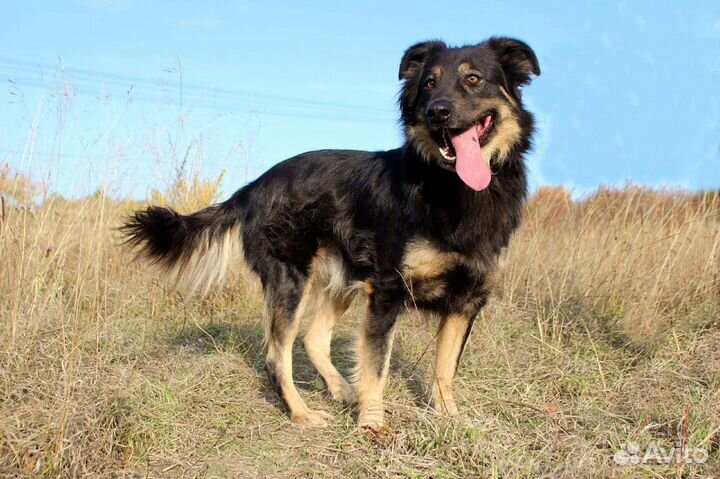 Собака Тихон