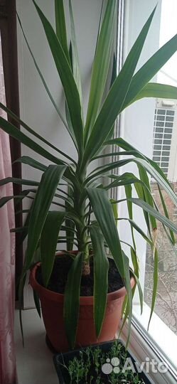 Комнатные цветы юкка