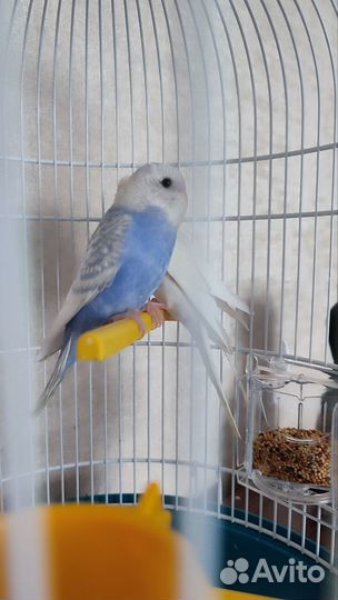 Волнистый попугай