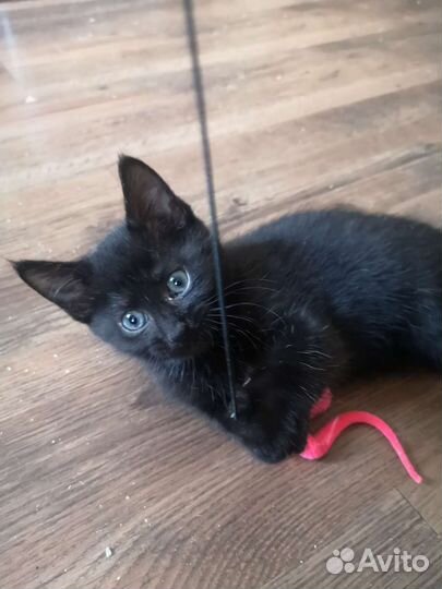 Малютка Тим