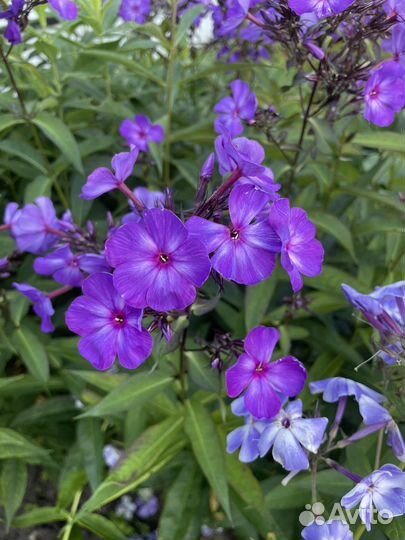 Флоксы многолетние