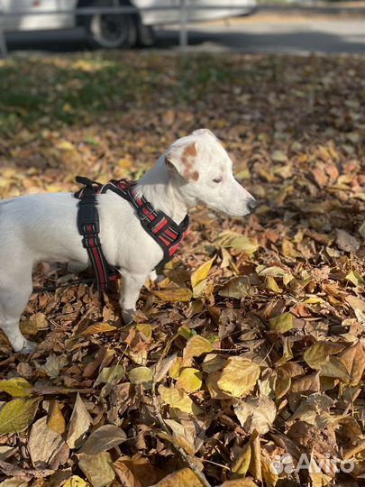 Джек рассел терьер