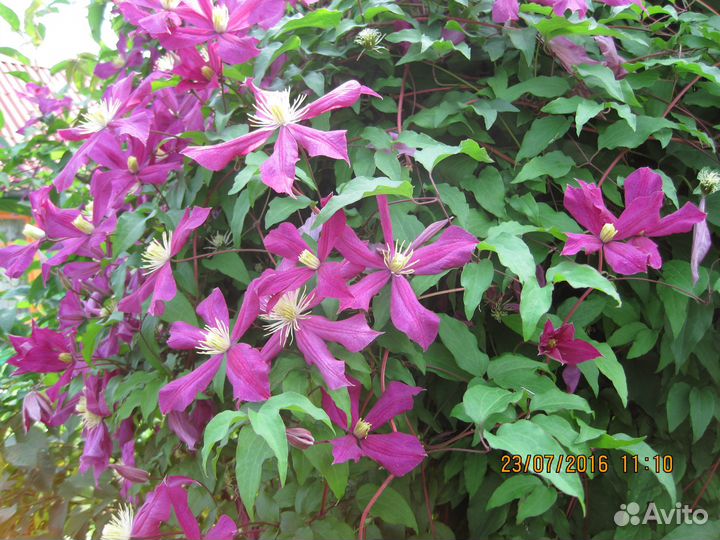 Садовые цветы и растения