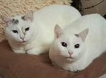 Голубоглазый кот и кошка, тайские