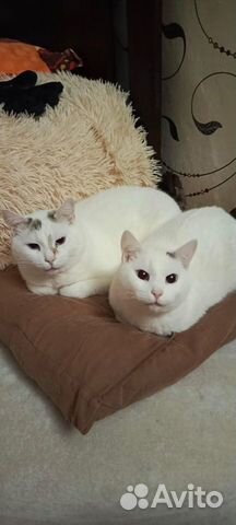 Голубоглазый кот и кошка, тайские объявление продам