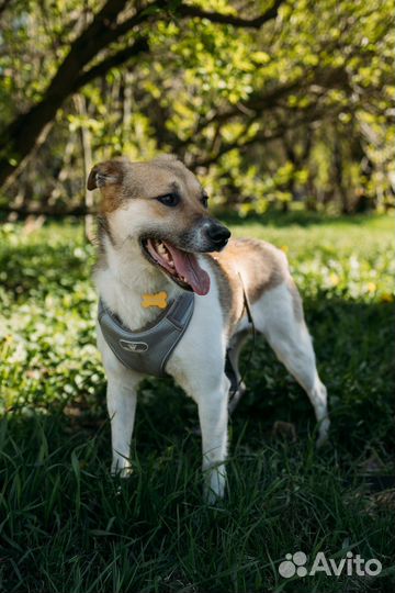 Медвежонок Барни в добрые руки