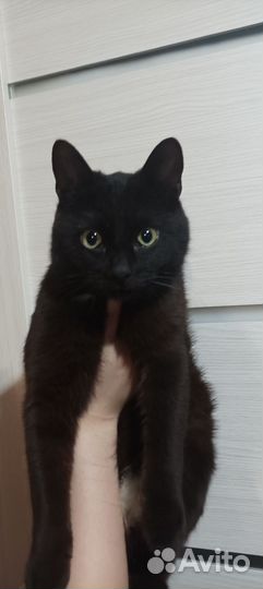 Котик в добрые руки