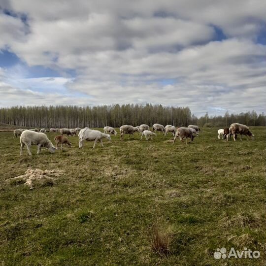 Овцы бараны матки ягнята